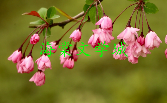 《海棠文学城》怎么看文